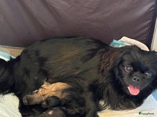 Kruising honden Puppie - Advertentie 6