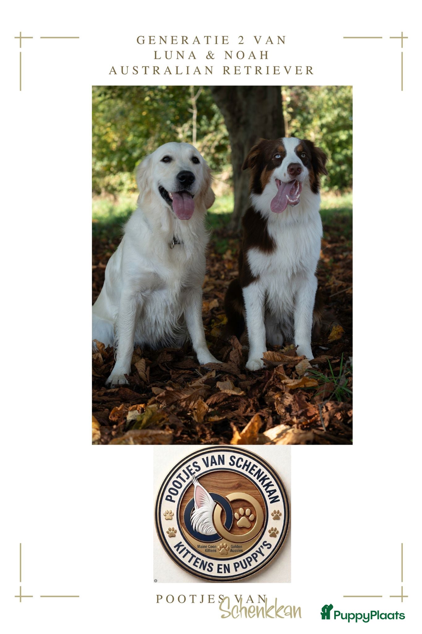 Kruising honden 4 dame Australian Retrievers zoeken thuis. - Advertentie 2