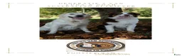 Kruising honden te koop: 4 dame Australian Retrievers zoeken thuis. - Advertentie 1