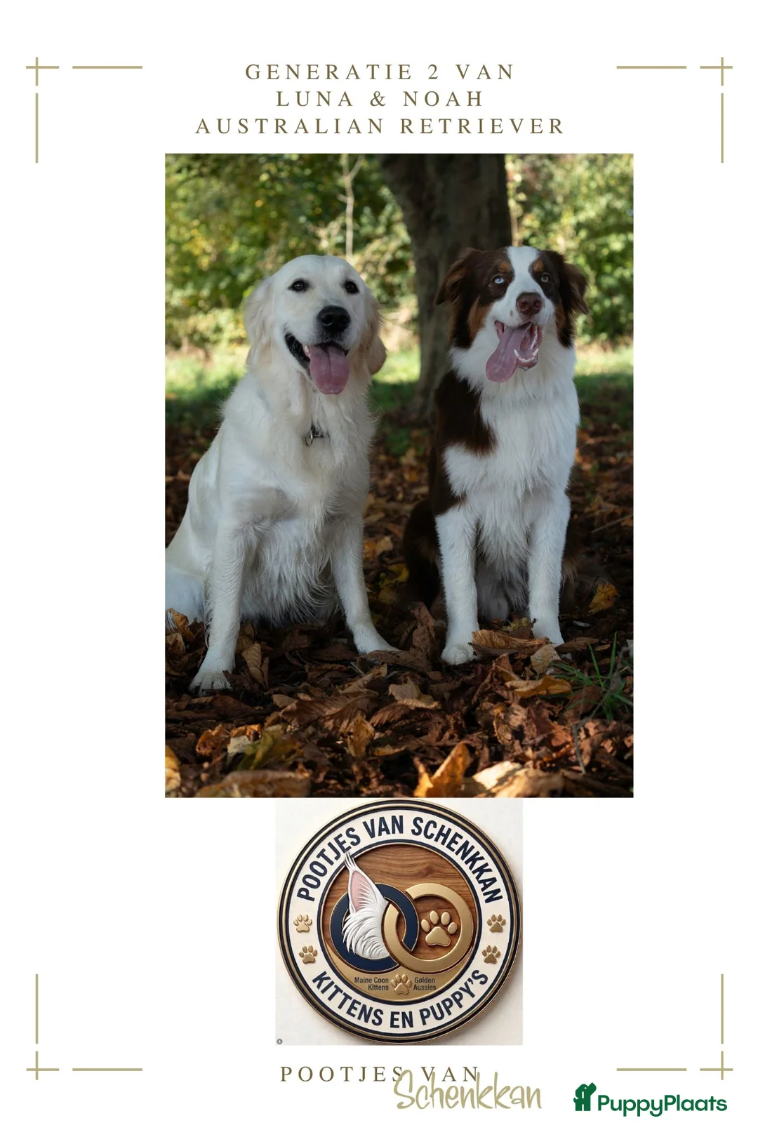 Kruising honden te koop: 4 dame Australian Retrievers zoeken thuis. - Advertentie 1