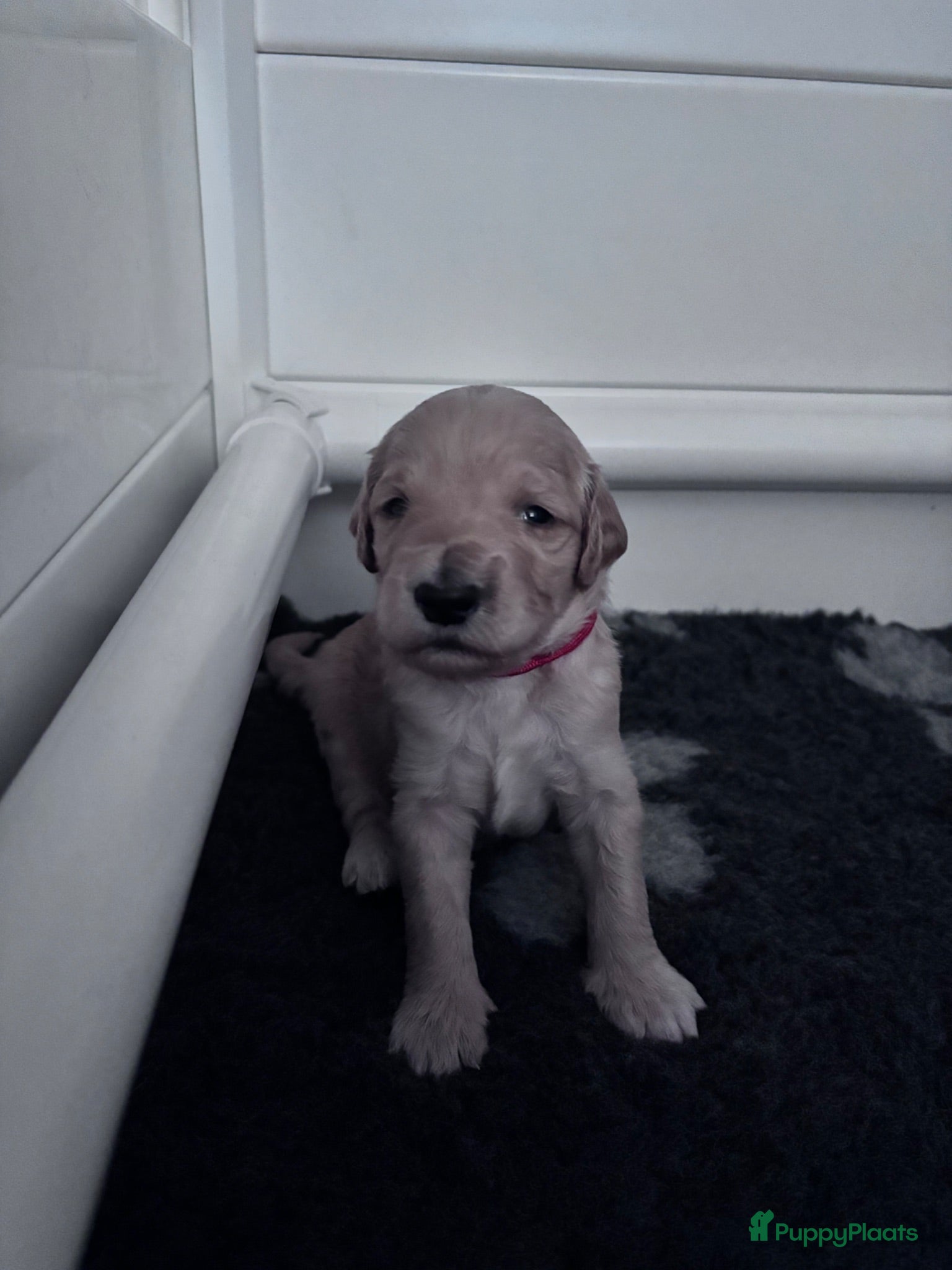 Goldendoodle honden Standaard goldendoodle pups fleece vacht - Advertentie 2