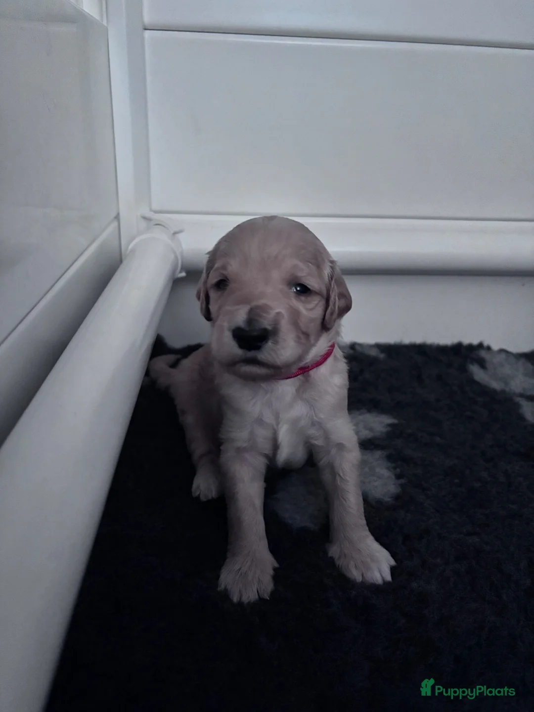 Goldendoodle honden te koop: Standaard goldendoodle pups fleece vacht - Advertentie 2