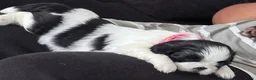 Shih Tzu honden te koop: Puppies te koop - Advertentie 5
