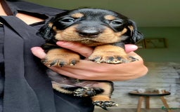 Ruwhaar Teckel honden te koop: Standaard ruwhaar teckel  - Afbeelding 15