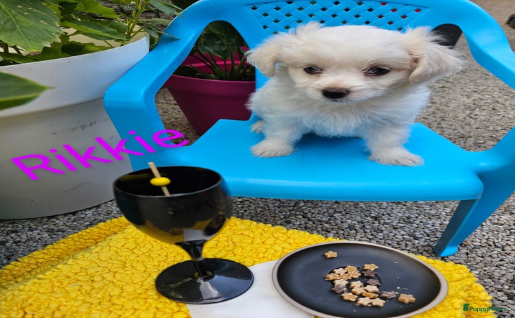 Kruising honden - Advertentie 3