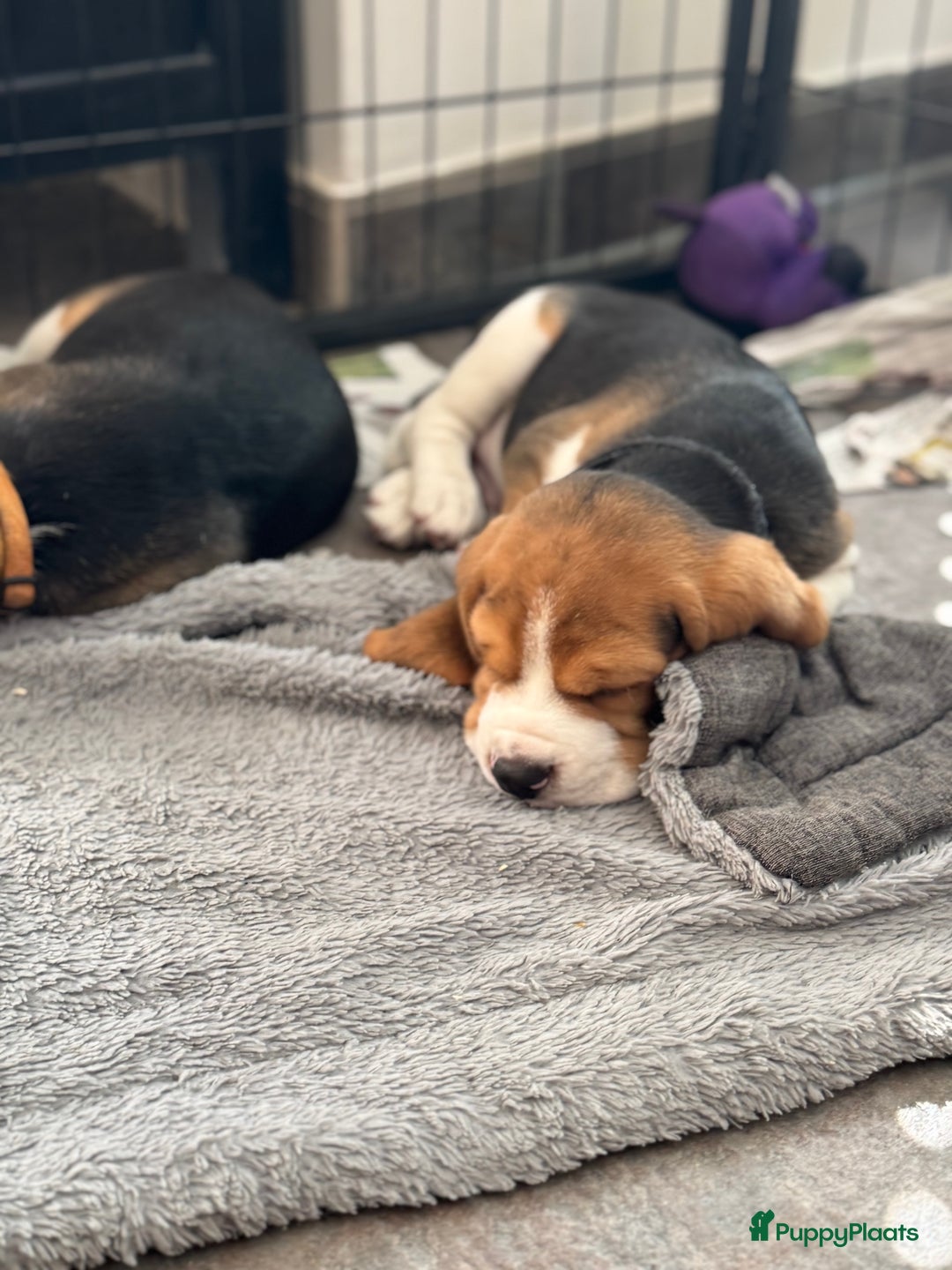 Beagle honden te koop: Beagle pups!!! - Afbeelding 4