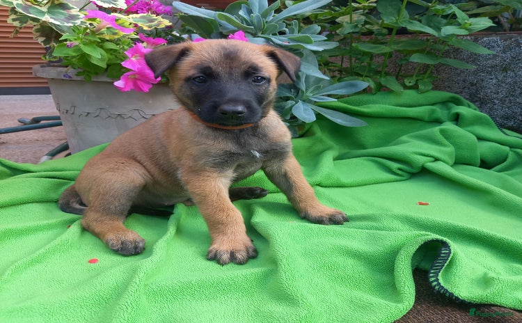 Mechelse Herder honden - Advertentie 4