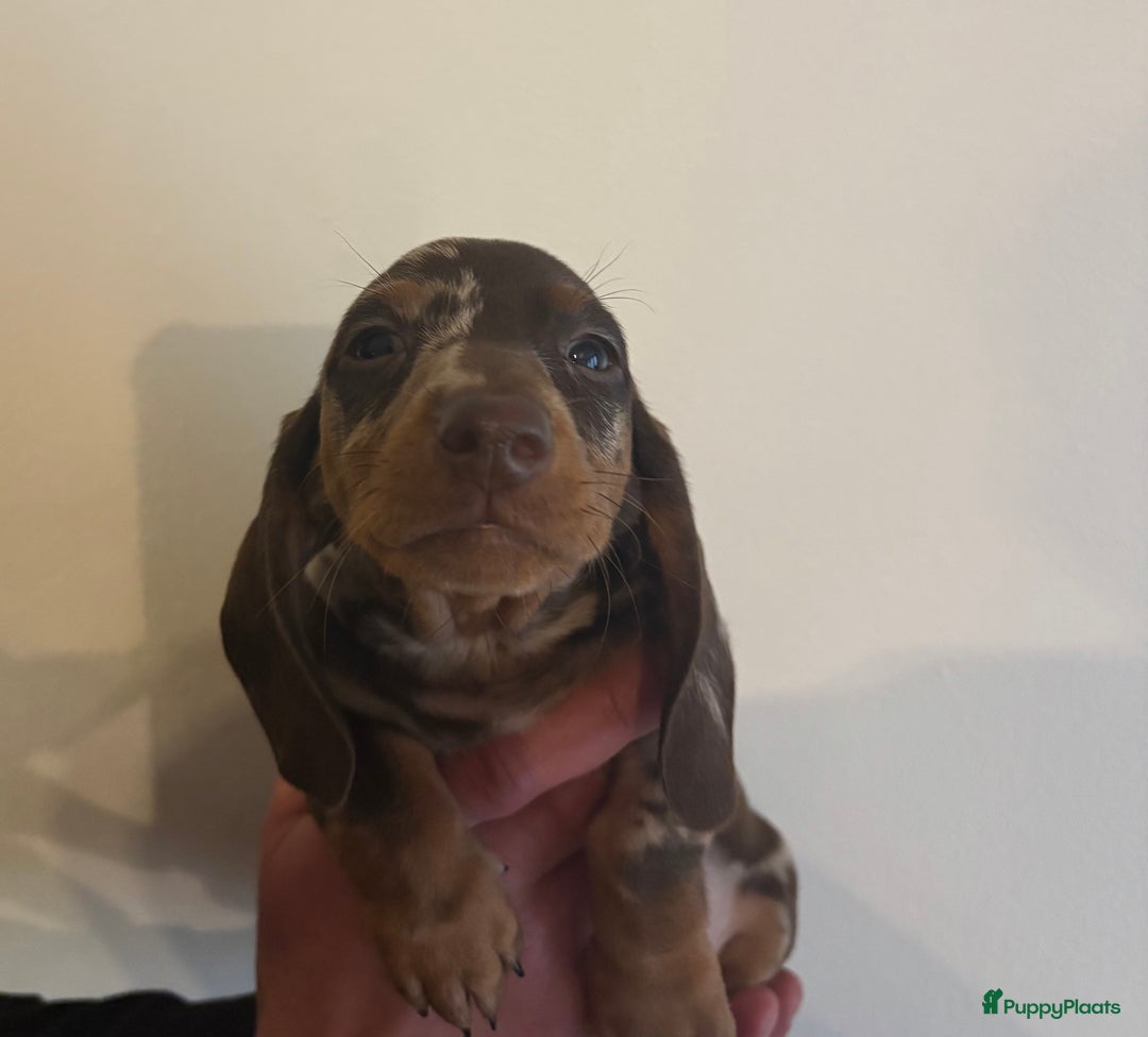 Teckel (korthaar)  honden te koop: Lieve teckel puppy’s opzoek naar gouden mandje - Advertentie 8