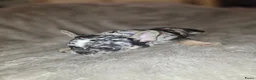 Franse Bulldog honden te koop: Prachtige Fransebulldog pups mogen nestje verlaten - Advertentie 3