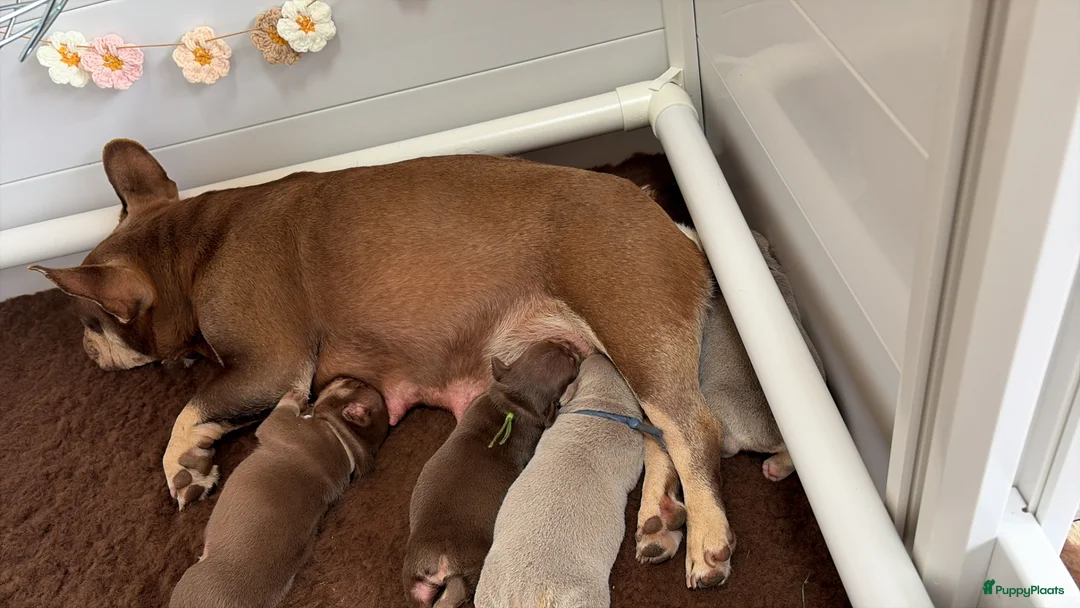 Franse Bulldog honden te koop: Mooie Franse Bulldog pups - Advertentie 14