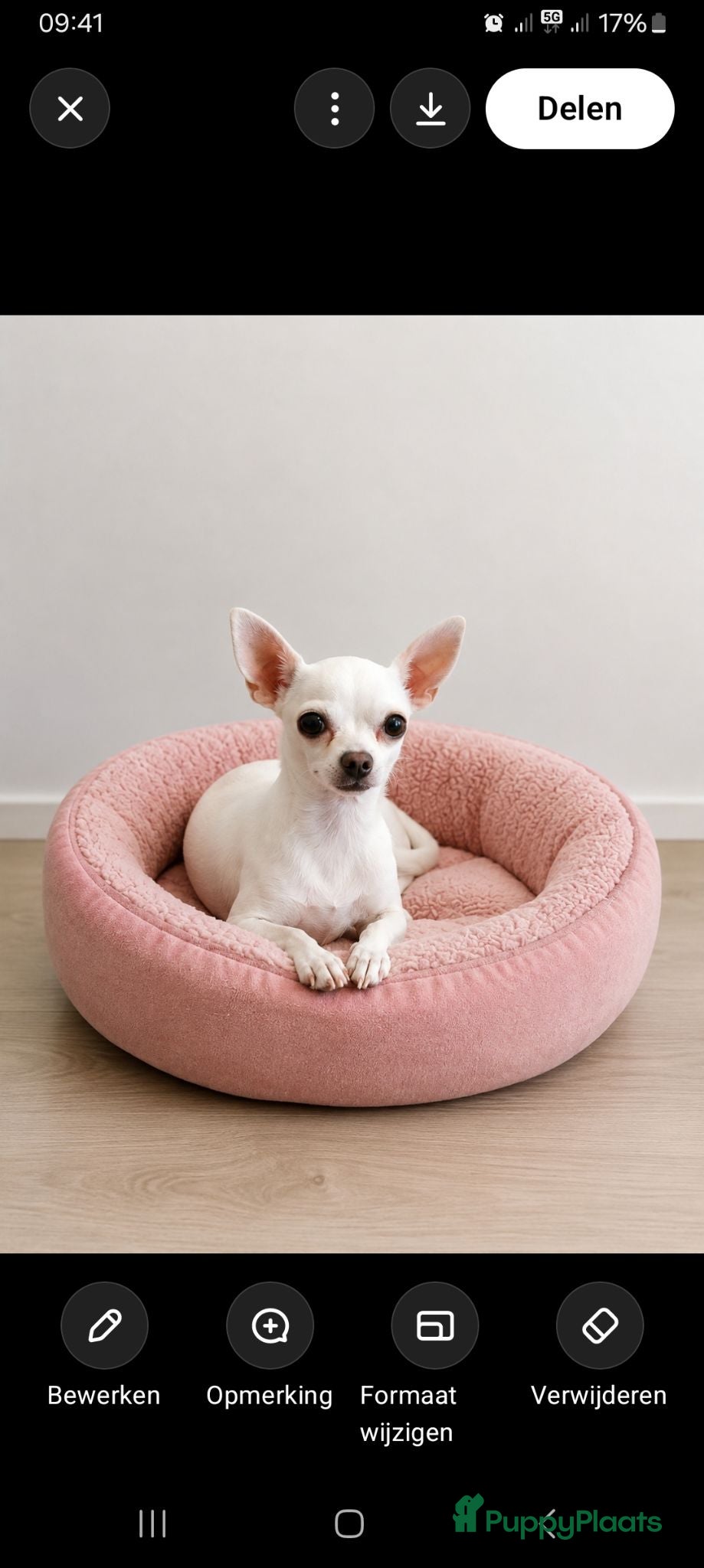 Chihuahua honden Chihuahua teefje2 jaar - Advertentie 3