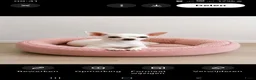 Chihuahua honden te koop: Chihuahua teefje2 jaar - Advertentie 1