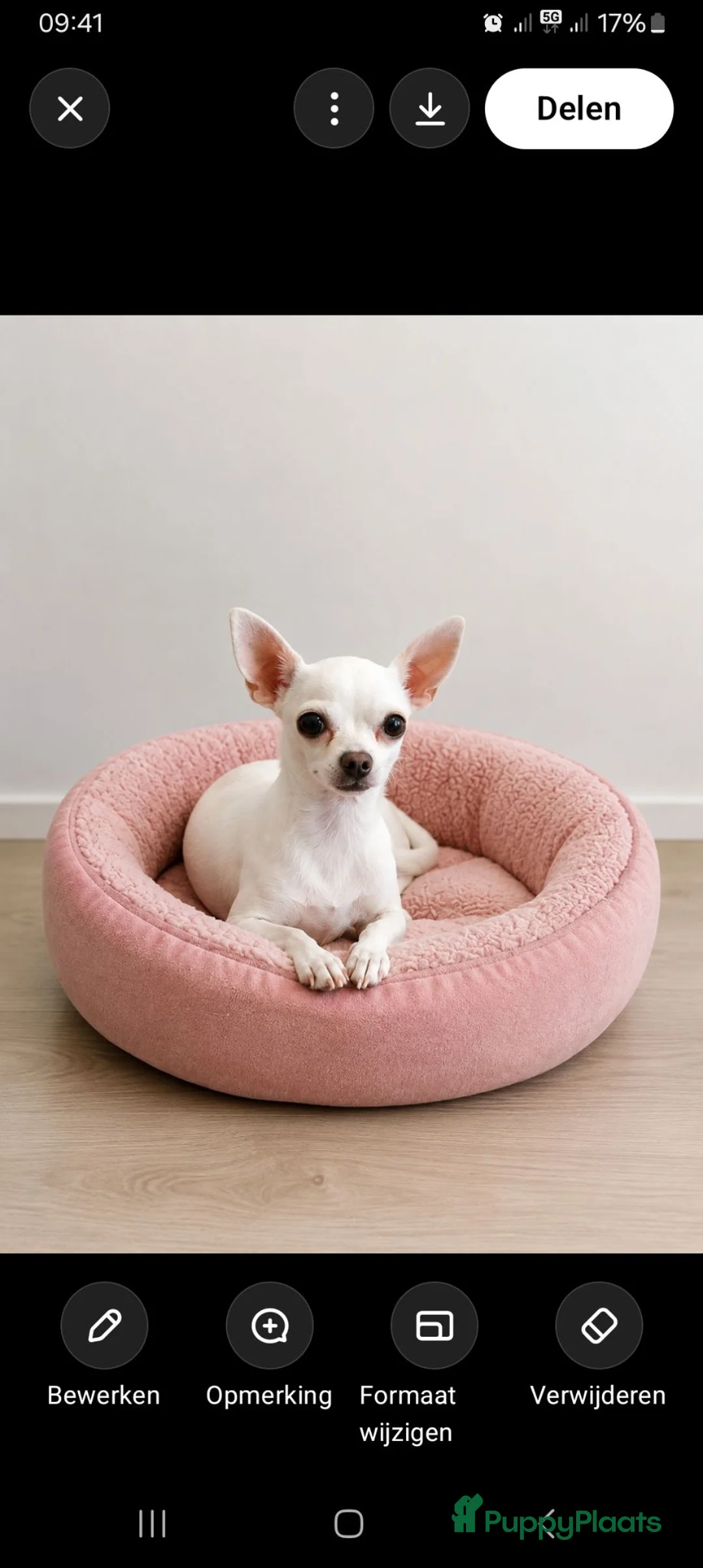Chihuahua honden te koop: Chihuahua teefje2 jaar - Advertentie 1