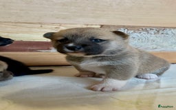 Shiba honden te koop: Shiba inu in Genk - Afbeelding 18