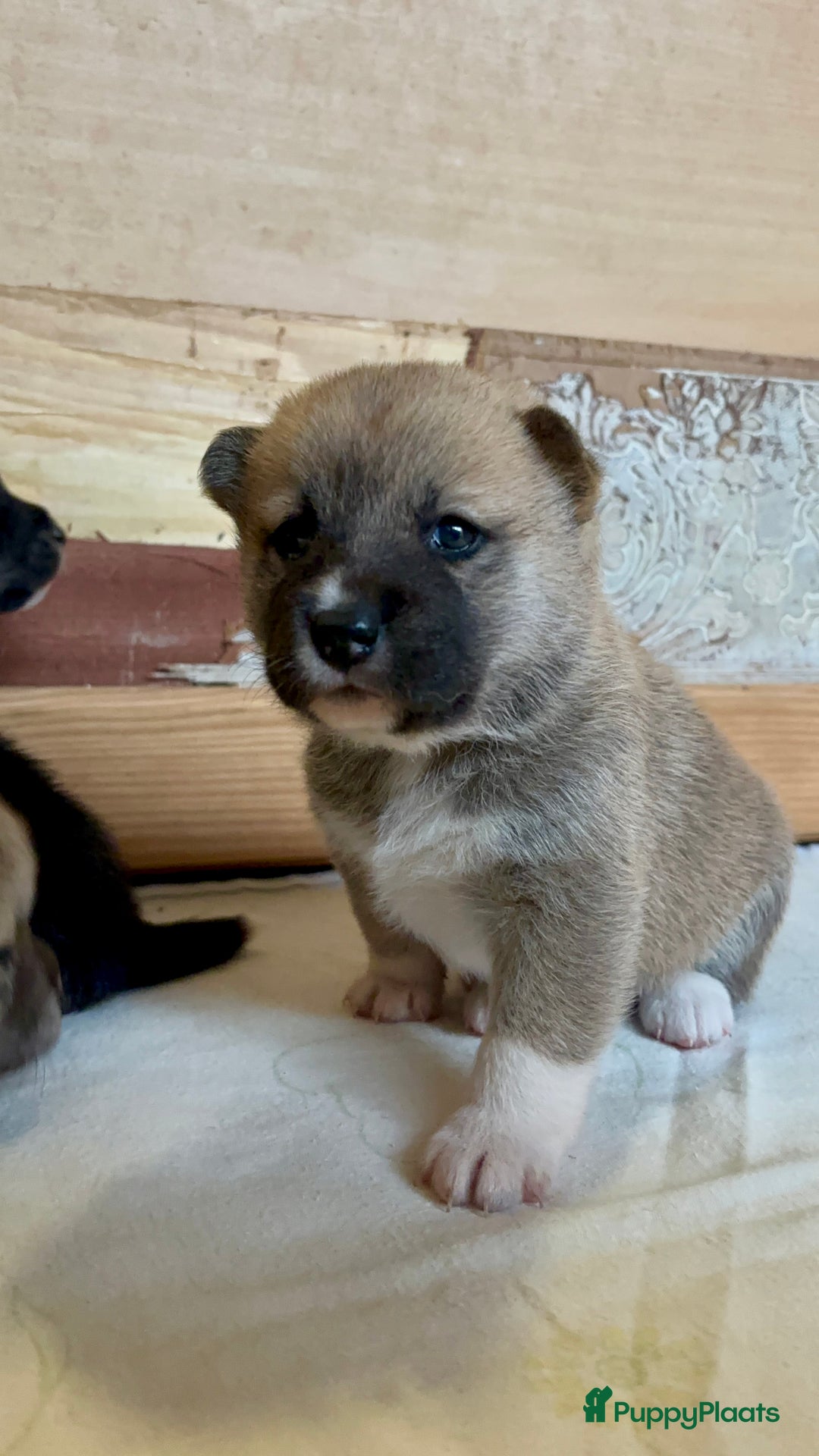 Shiba honden te koop: Shiba inu in Genk - Afbeelding 18