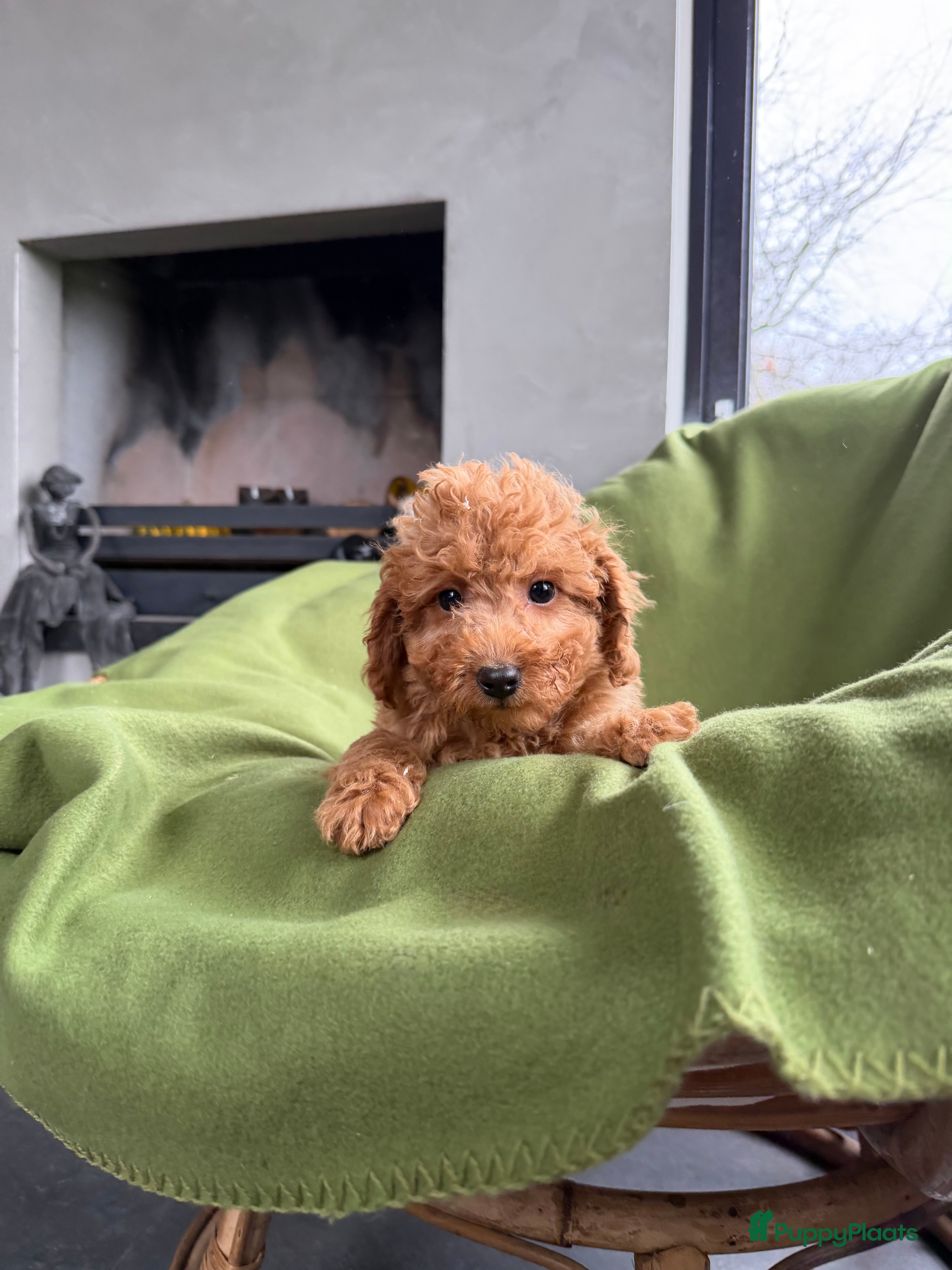 Labradoodle honden Mini Doodle (Dwergpoedel x Labradoodle) pups - Advertentie 2