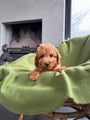 Labradoodle Puppy 8