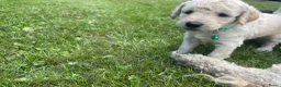 Labradoodle honden te koop: Prachtige medium labradoodle pups te koop in Breda - Advertentie 5