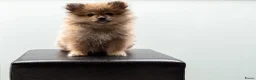 Kruising honden te koop: 4 Prachtige Keeshond/Pomeriaan pups (Oranje-Sabel) in Den Haag - Advertentie 23