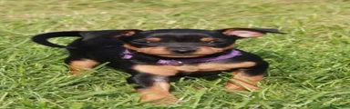 Dwergpinscher Puppy 7