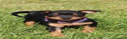 Dwergpinscher honden te koop: Dwergpincher pups aangeboden  - Advertentie 7
