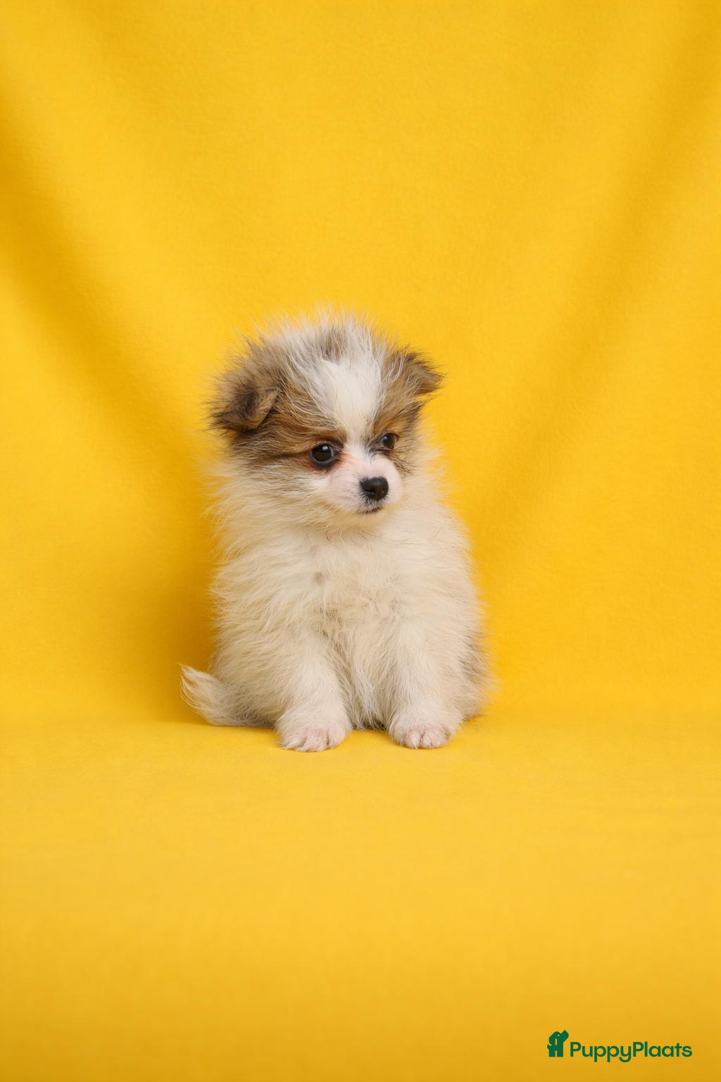 Pomeriaan honden Geweldig Pomernian mannetje ❤️ - Advertentie 2