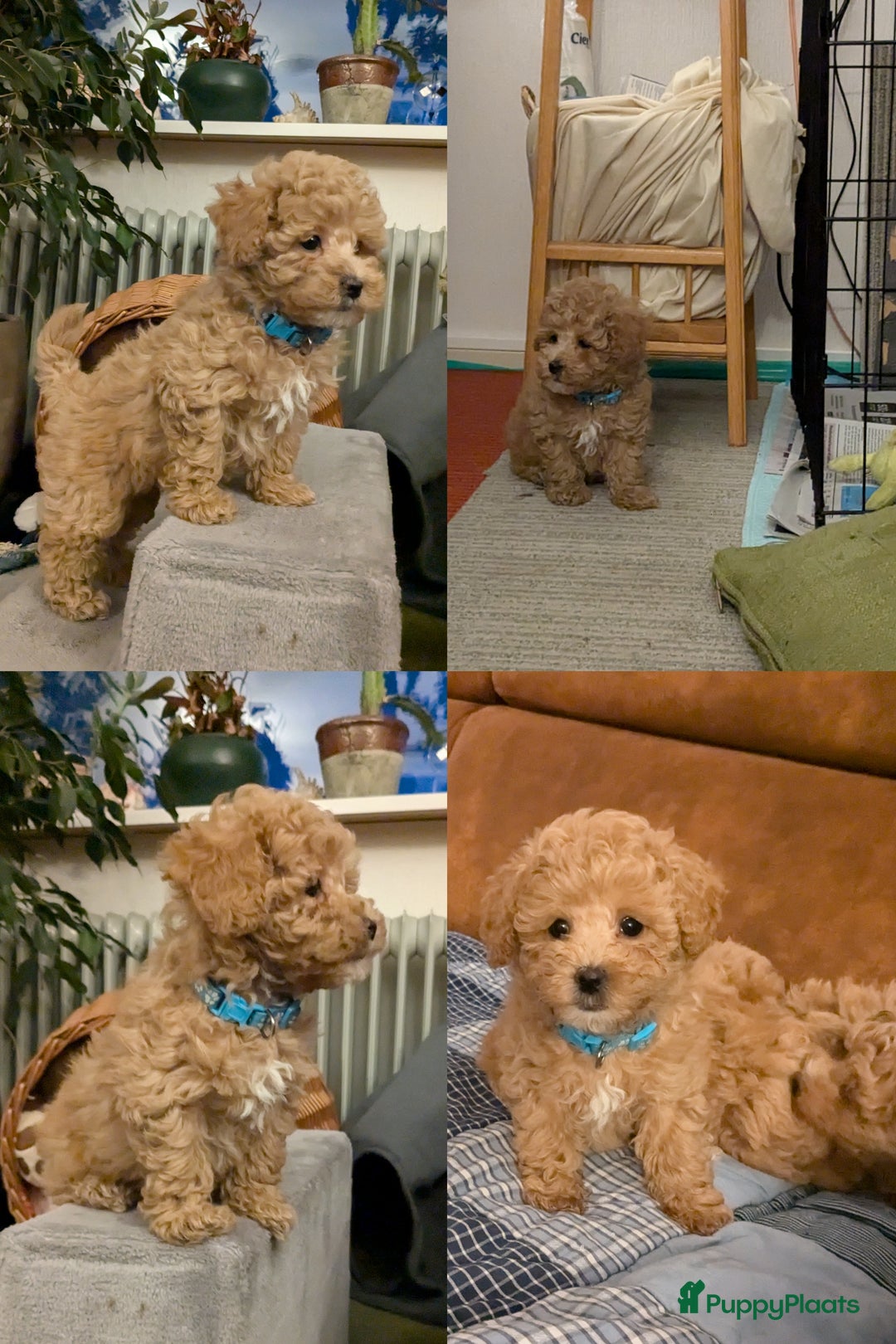 Maltipoo honden te koop: Maltipoo F1b worden rond kerst geboren 🥰 !  - Advertentie 18