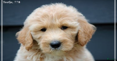 Goldendoodle honden - Advertentie 1