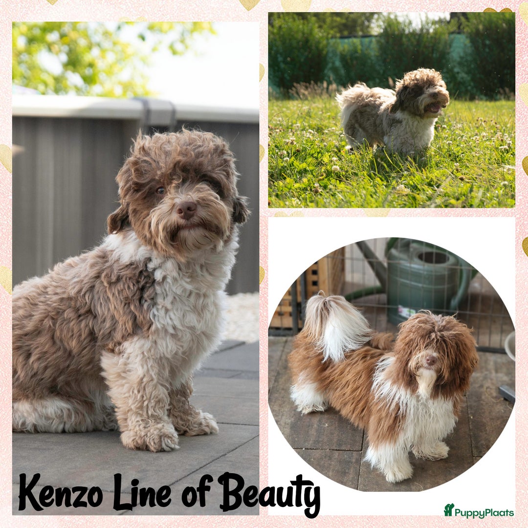 Havanezer honden te koop: Lieve havanezer reu - Advertentie 1