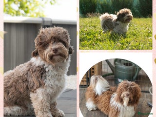 Havanezer honden Lieve havanezer reu - Advertentie 6