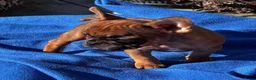Franse Bulldog honden te koop: Prachtige Franse bulldog pups  - Advertentie 3