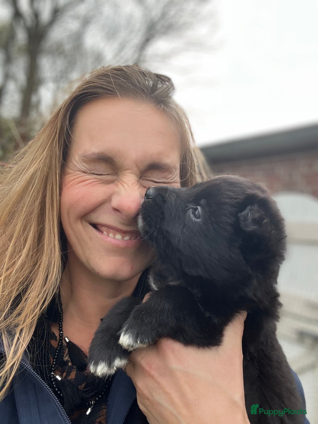 Kruising honden te koop: Lieve duitse herder x border collie pups - Advertentie 20