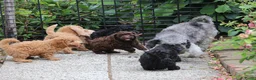 Aussiedoodle honden te koop: werd doodle pups beschikbaar  - Advertentie 3