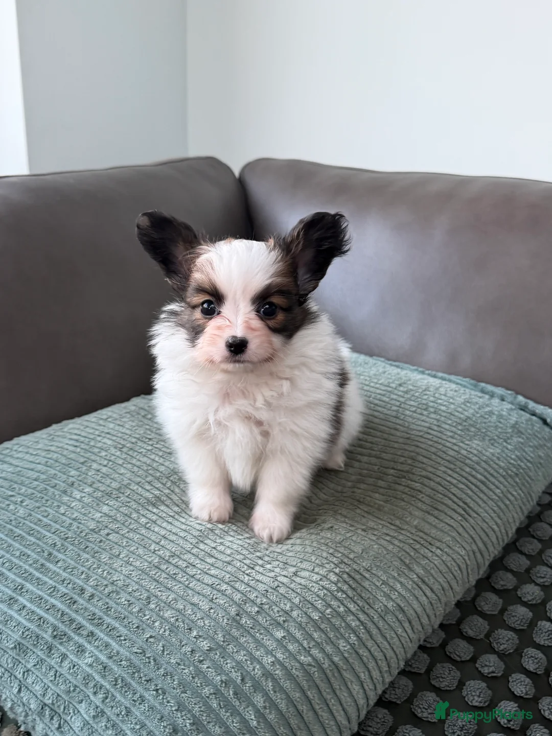 Vlinderhondje honden te koop: Raszuivere Papillon pups - Advertentie 4