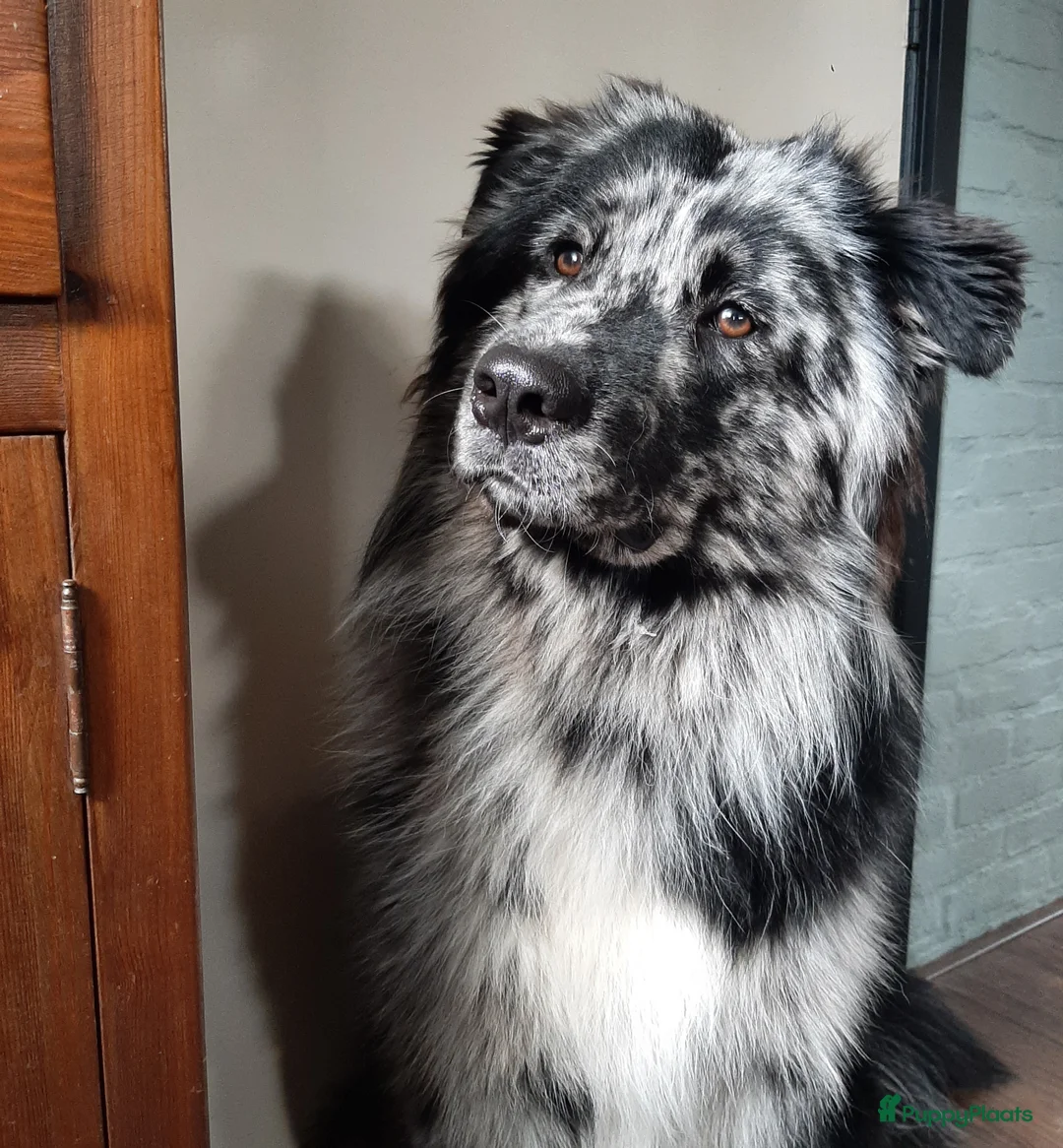 Kruising honden ter dekking: Ter dekking kruising australian shepherd - Advertentie 1