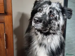 Kruising honden Ter dekking kruising australian shepherd - Advertentie 2