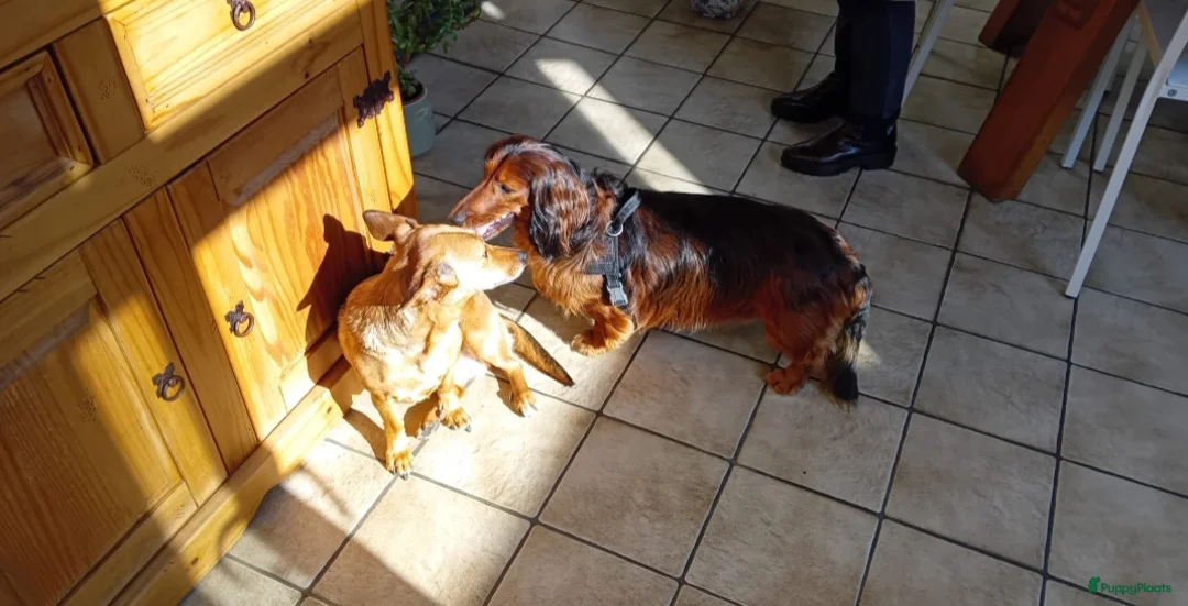 Kruising honden te koop: Teckel kruising pups  in Wanssum - Advertentie 2