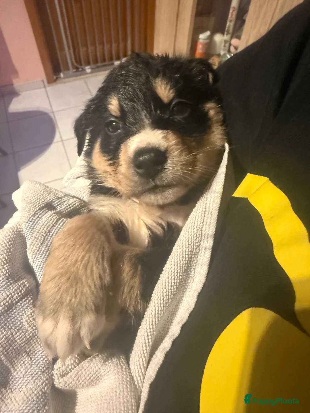 Kruising honden te koop: Laatste schatje van de 8  - Advertentie 6