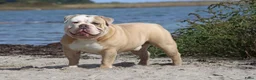 Old English Bulldog honden te koop: Prachtige Bulldog puppies - Advertentie 32