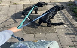 Engelse Cocker Spaniel honden te koop: Engelse Cocker spaniël pups te koop  - Afbeelding 3