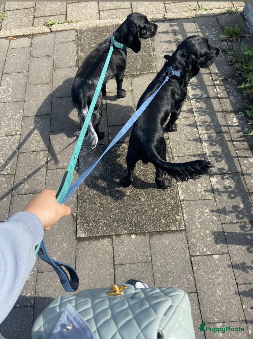 Engelse Cocker Spaniel honden te koop: Engelse Cocker spaniël pups te koop  - Afbeelding 3