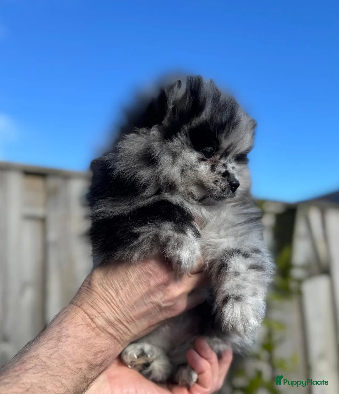 Pomeriaan honden te koop: Prachtige Pomeriaan pups  - Advertentie 3