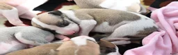 Whippet honden te koop: Whippetpupjes - Advertentie 4