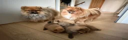 Pomeriaan honden te koop: Pomeriaan pups - Advertentie 2