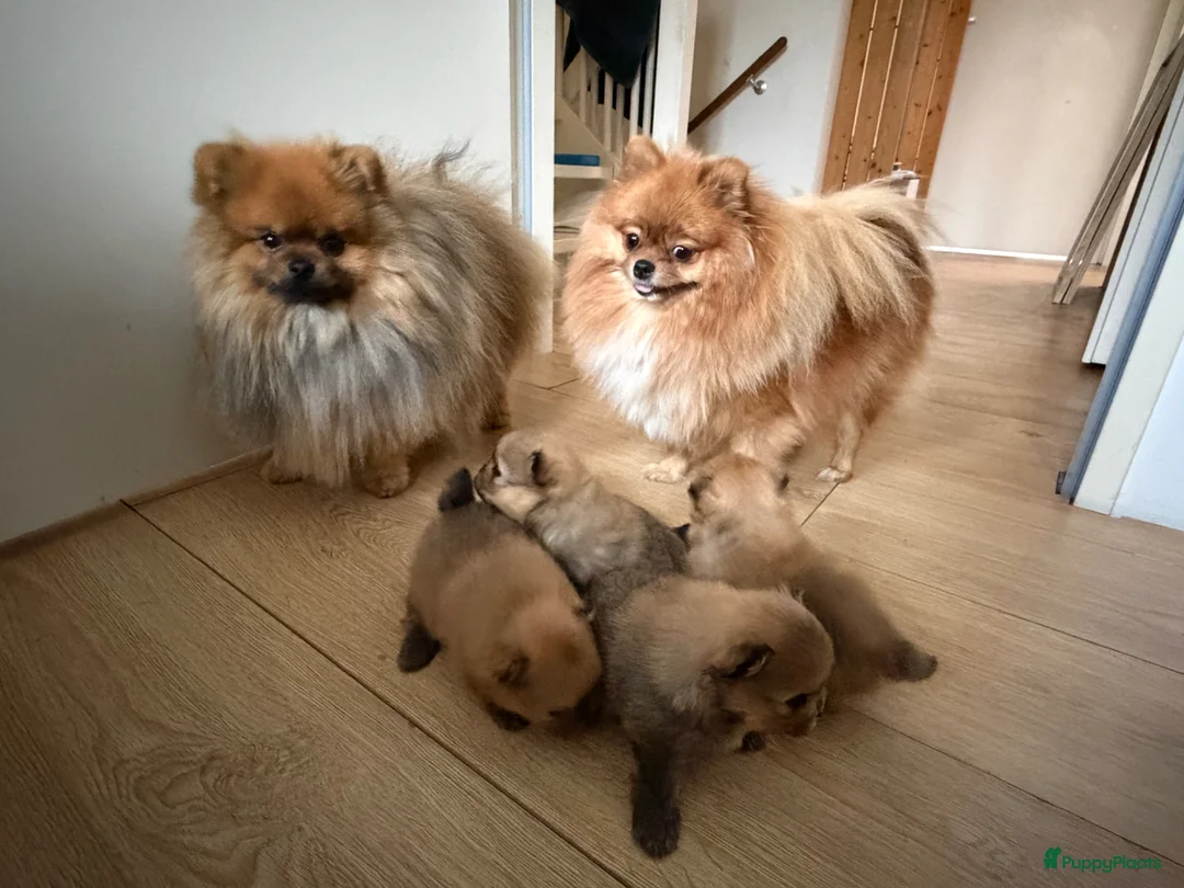 Pomeriaan honden te koop: Pomeriaan pups - Advertentie 2