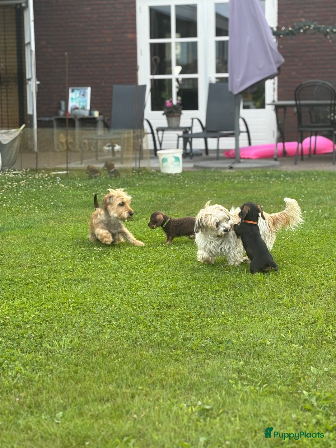 Ruwhaar Teckel honden te koop: 1 Leuke teckelpup black and tan ( TEEFJE )te koop  - Afbeelding 8
