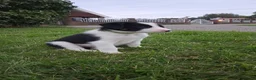 Border Collie honden te koop: 2 prachtige Border Collie pups  - Advertentie 16