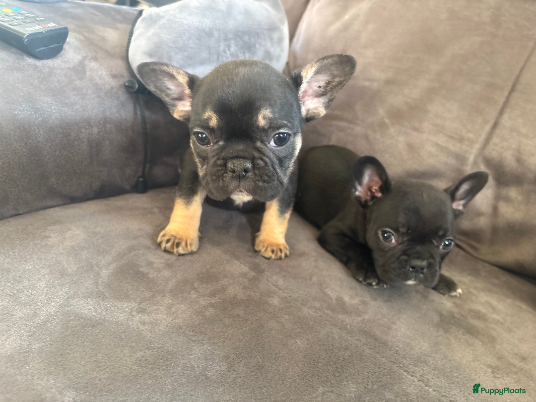Franse Bulldog honden te koop: Franse bulldog pups - Advertentie 7