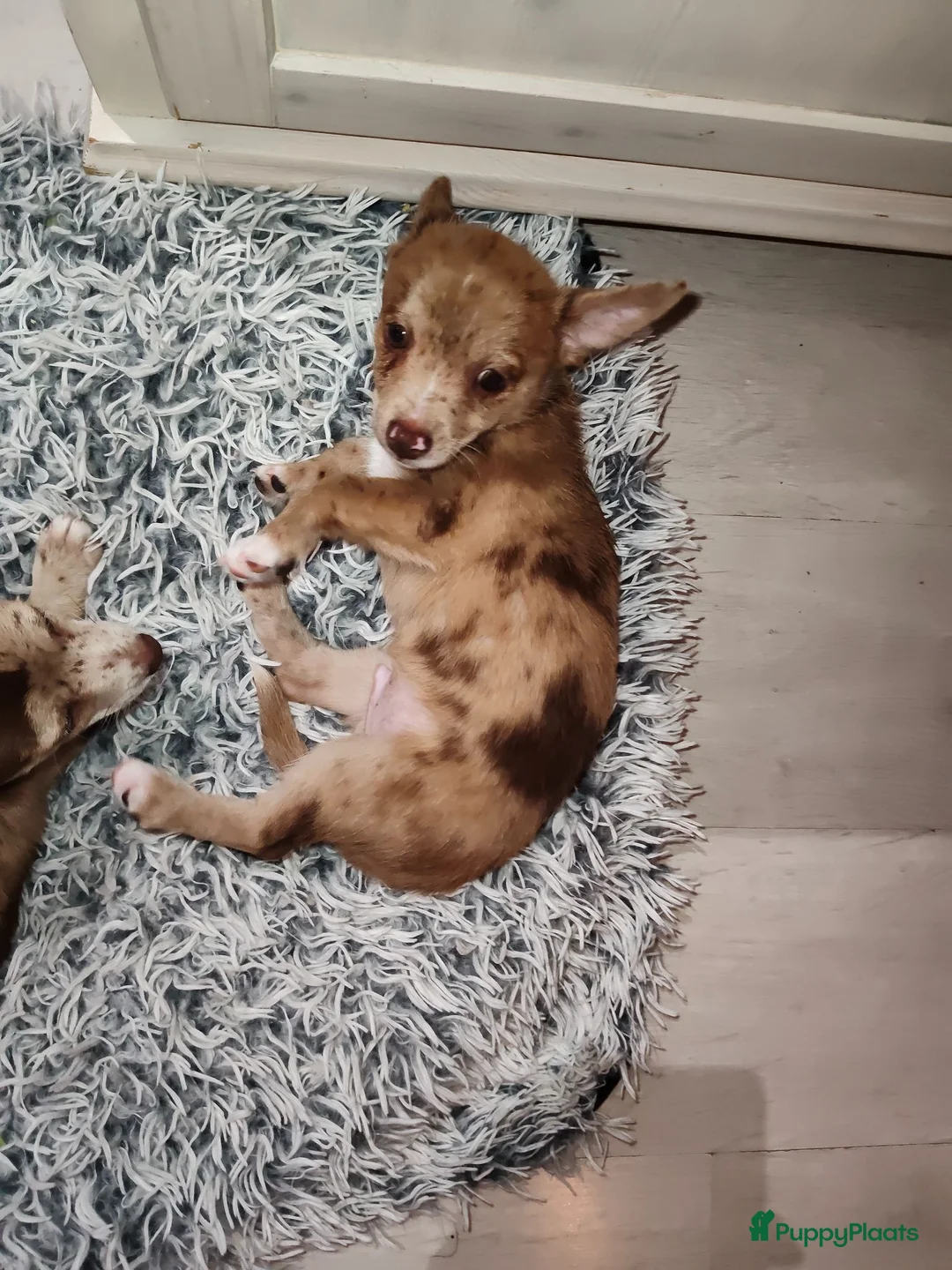 Pomchi honden te koop: Super lieve Pomchi pup - Advertentie 5