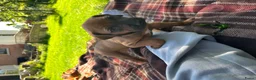 Rhodesian Ridgeback honden te koop: Rhodesian Ridgeback pups  in Abcoude - Advertentie 2